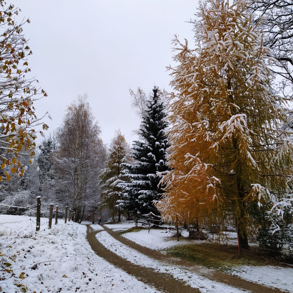 Mikulášská nadílka 